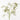 Amaranthus Spray Green