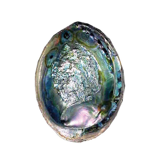 Abalone Shell