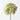 Hydrangea Stem Green