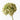 Hydrangea Stem Green
