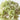 Hydrangea Stem Green